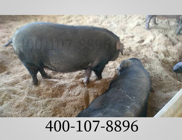 1636890336137746.jpg 猪床_副本.jpg