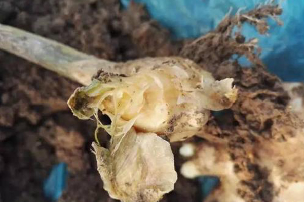根腐病专用em菌剂