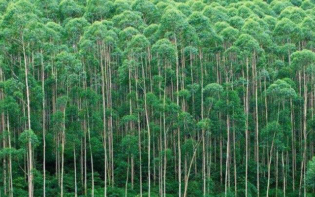 有机肥发酵剂厂家