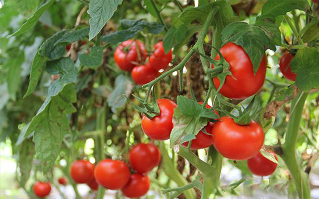 生物有机肥发酵剂