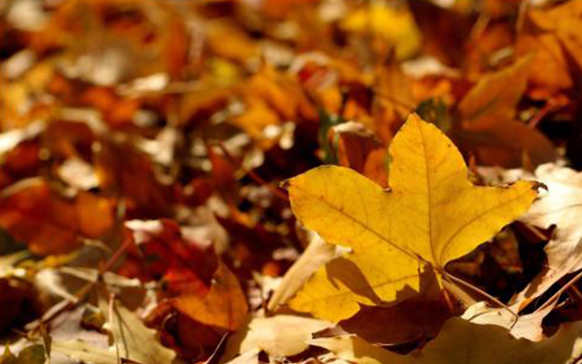 生物有机肥发酵剂